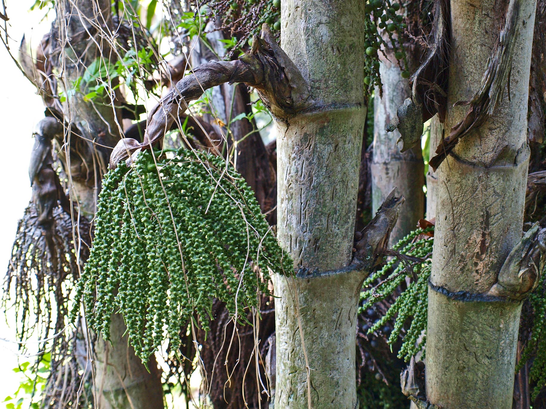   Caryota mitis  stem with leaf scars and unripe fruit 