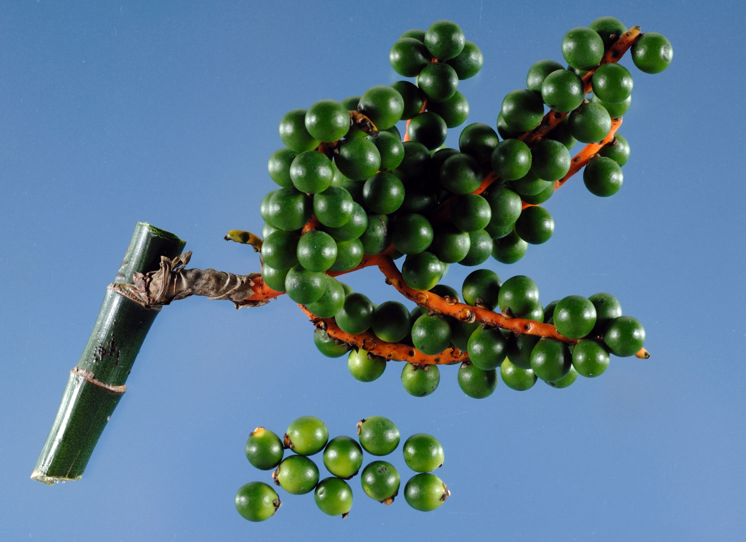   Chamaedorea seifrizii  unripe fruits. Photograph courtesy of Mariana P. Beckman, DPI 