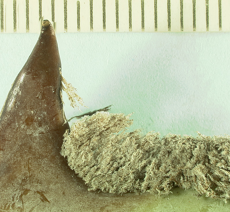   Copernicia alba  close view of petiole tooth and pubescence (mm scale) 