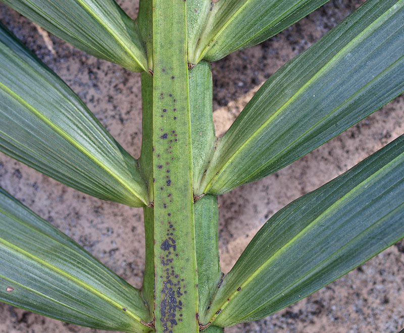   Howea forsteriana  leaf rachis with leaflets attached; yellow midrib 