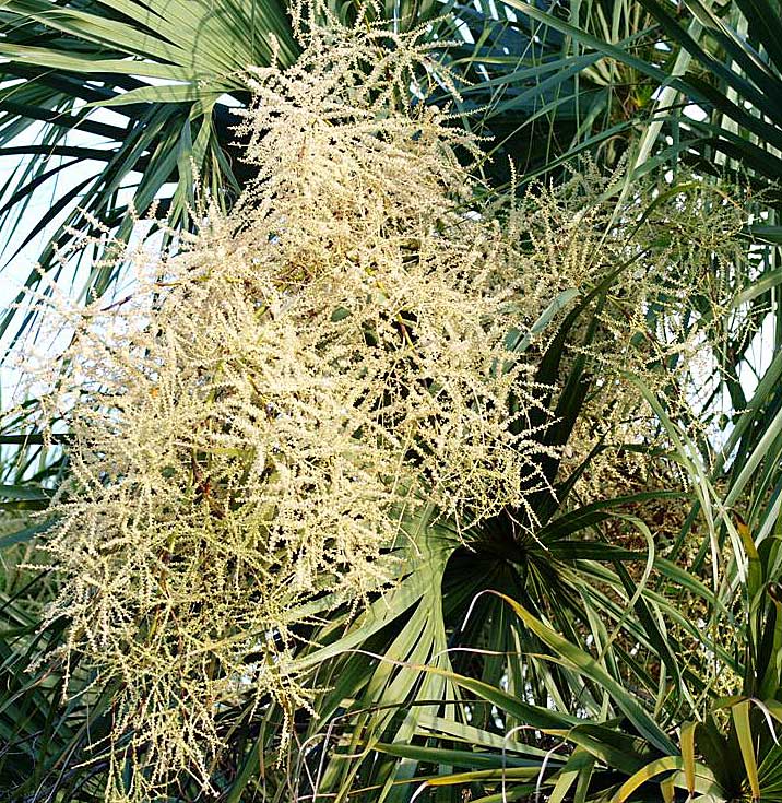   Sabal palmetto  inflorescence 
