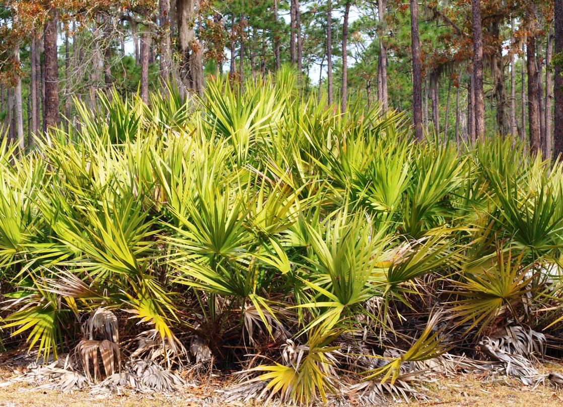   Serenoa repens  habit 