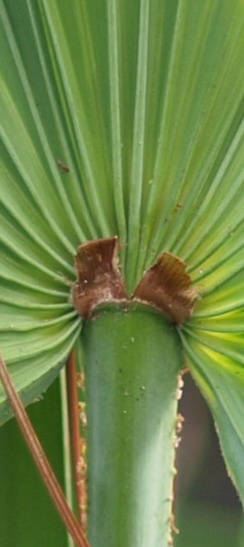   Serenoa repens  abaxial hastula 