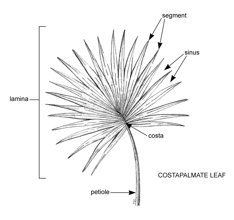 costapalmate leaf