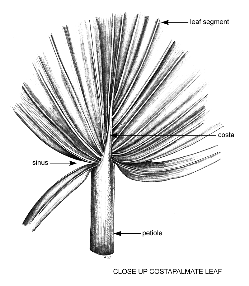 costapalmate closeup