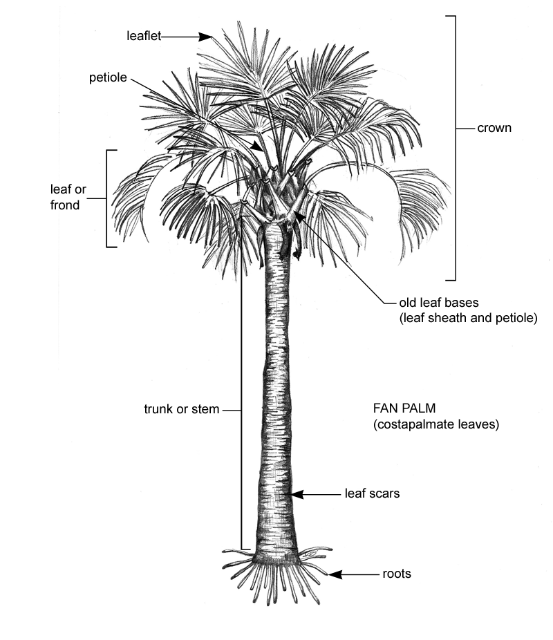 fan palm