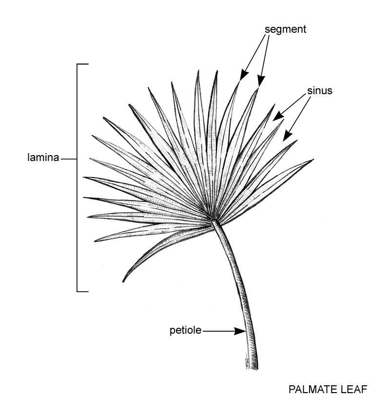 palmate leaf