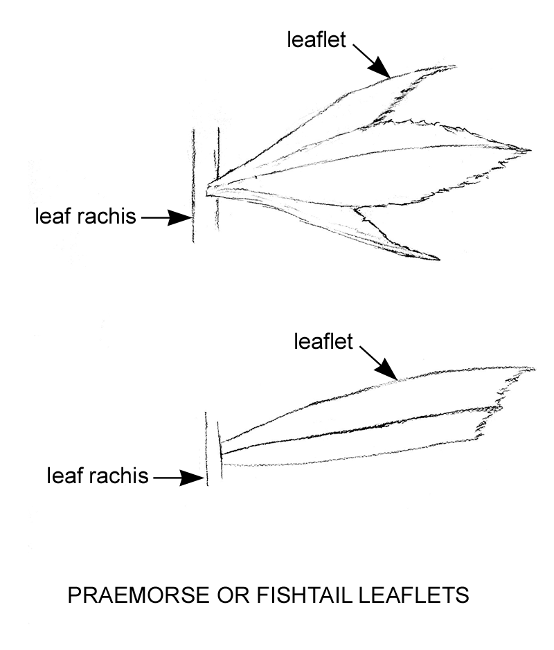 praemorse or fishtail leaflets