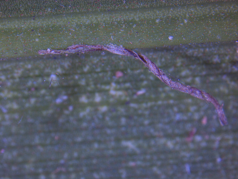   Ptychosperma elegans  magnified view of ramenta along midrib 
