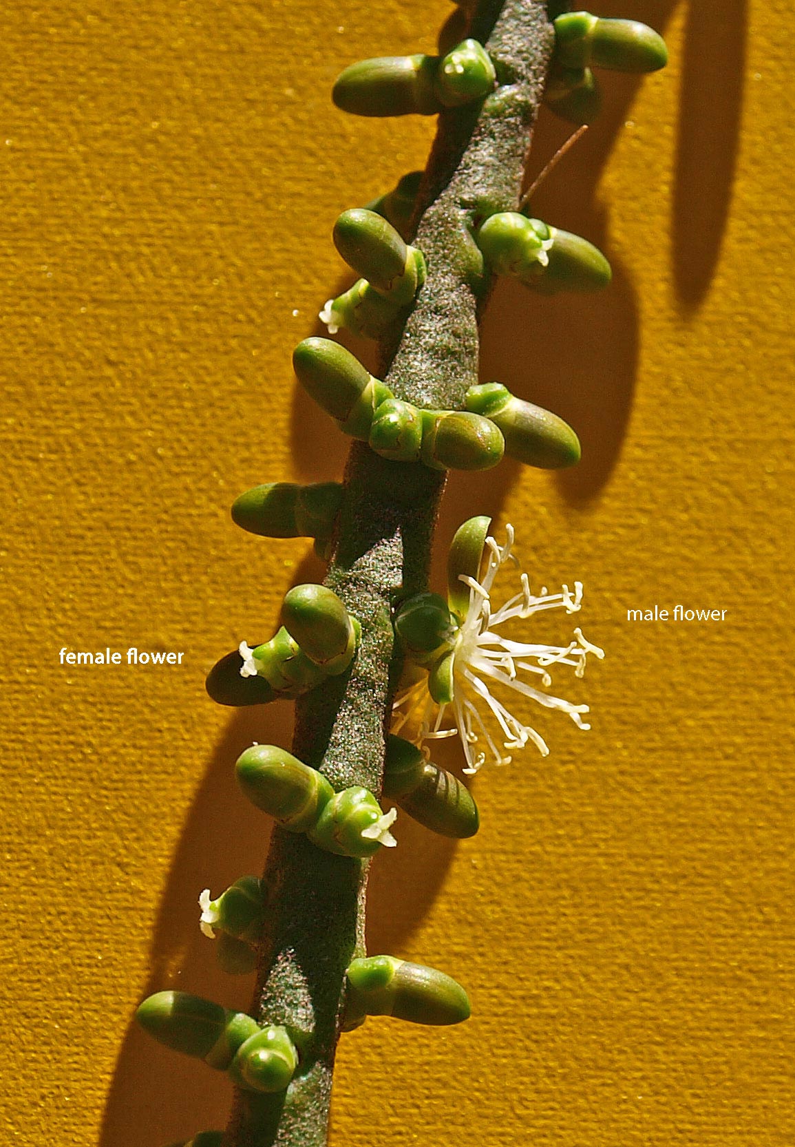   Ptychosperma elegans  flowers 