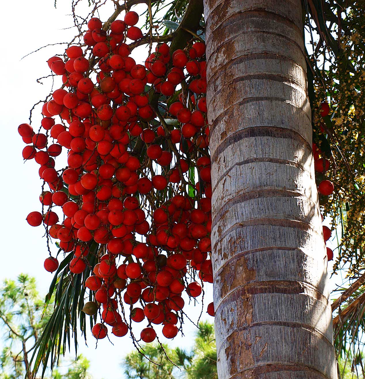   Ptychosperma elegans  closer view of fruit and leaf scar rings 