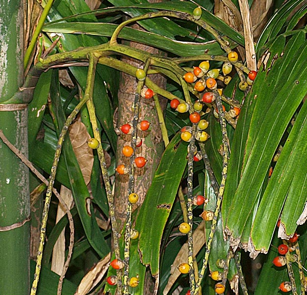   Ptychosperma macarthurii  closer view of fruit and leaflet tips 
