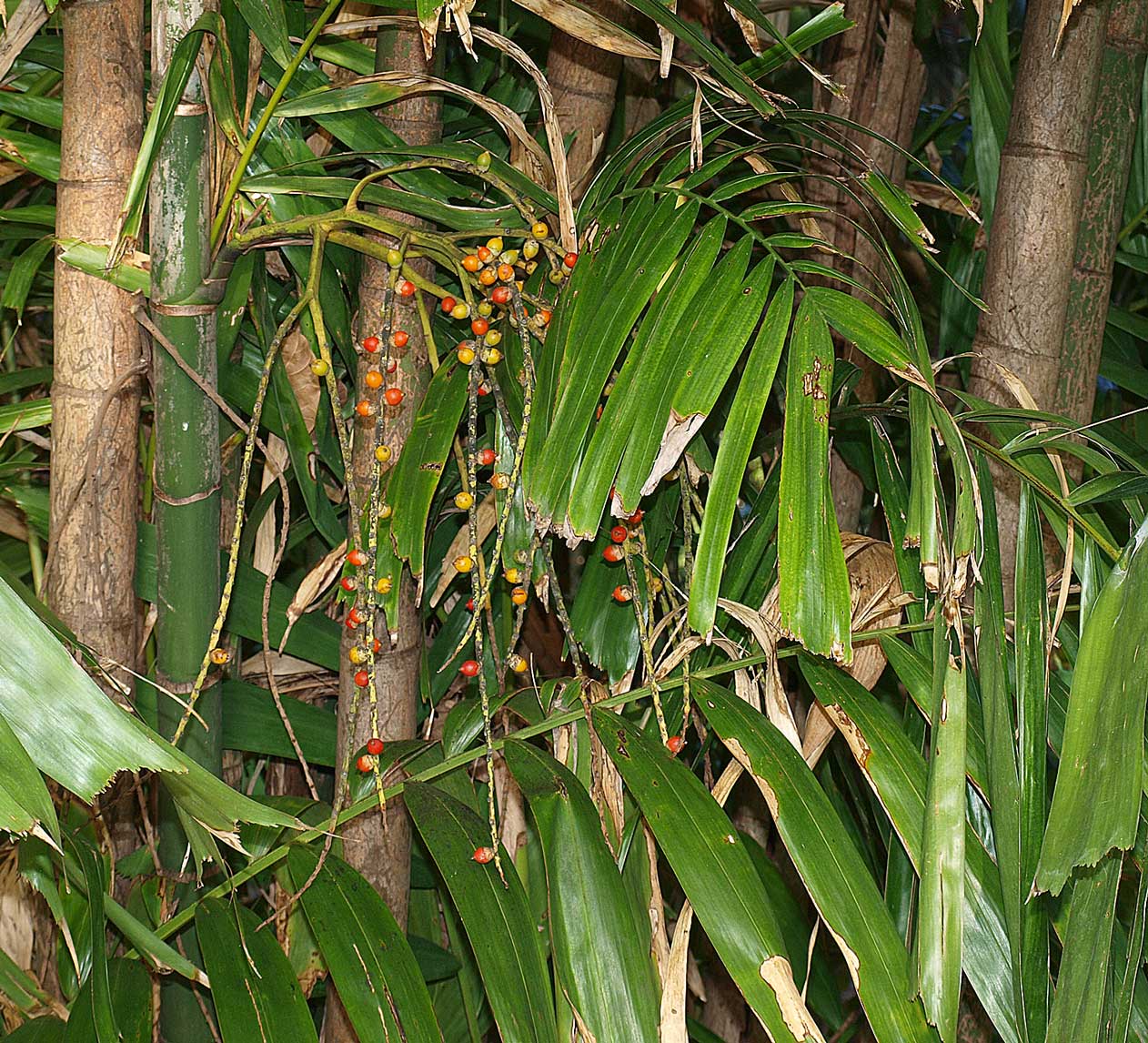   Ptychosperma macarthurii  with fruit 