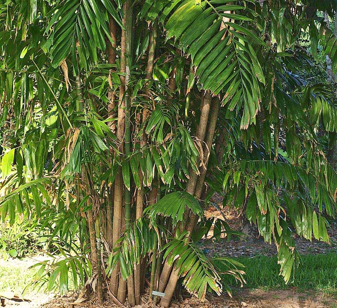   Ptychosperma macarthurii  habit 