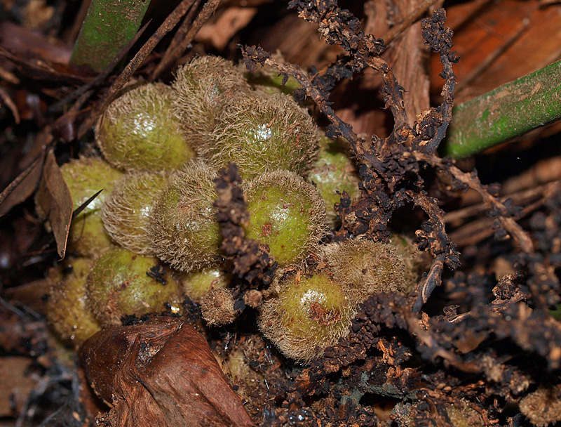   Rhapidophyllum hystrix  developing fruit 
