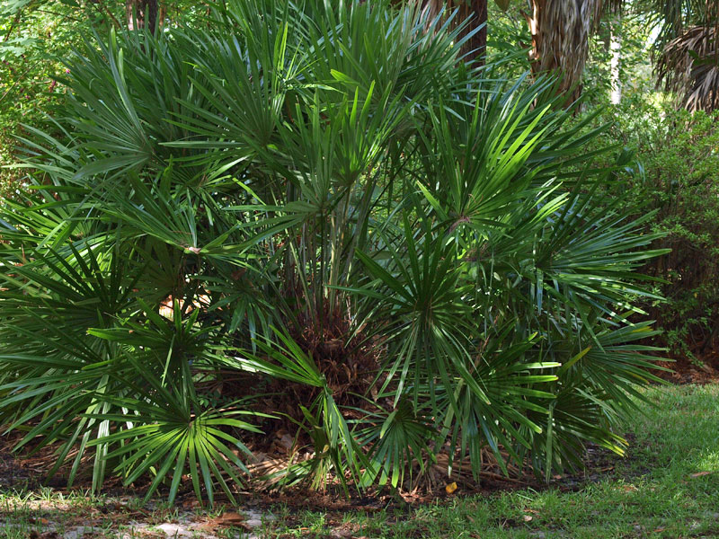   Rhapidophyllum hystrix  in landscape 