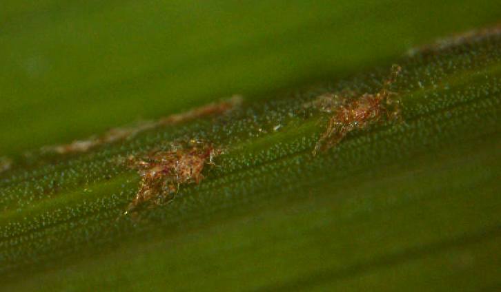   Sabal palmetto  with ramenta on abaxial midrib of young leaf segment 