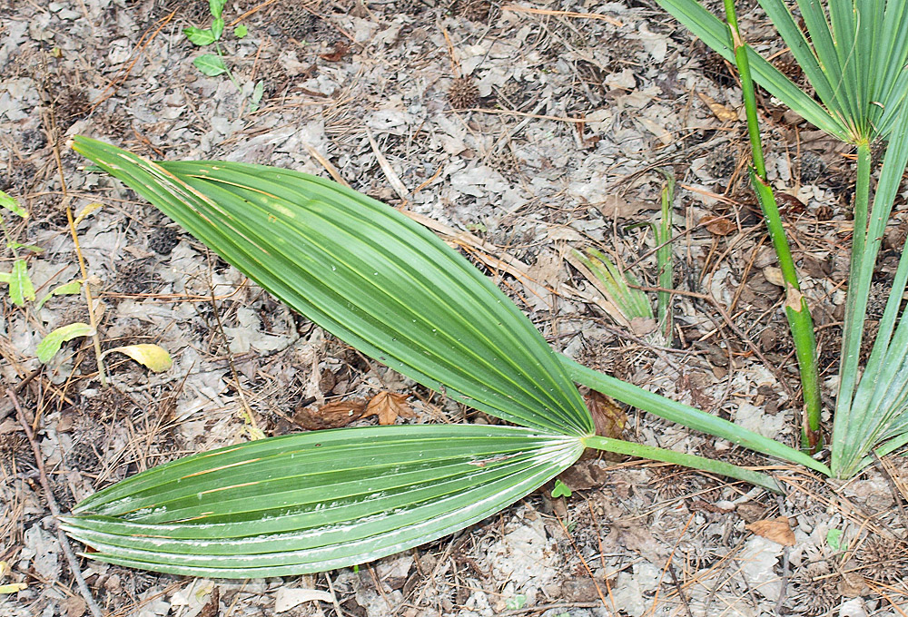   Sabal minor  juvenile leaf form, split nearly into two halves 