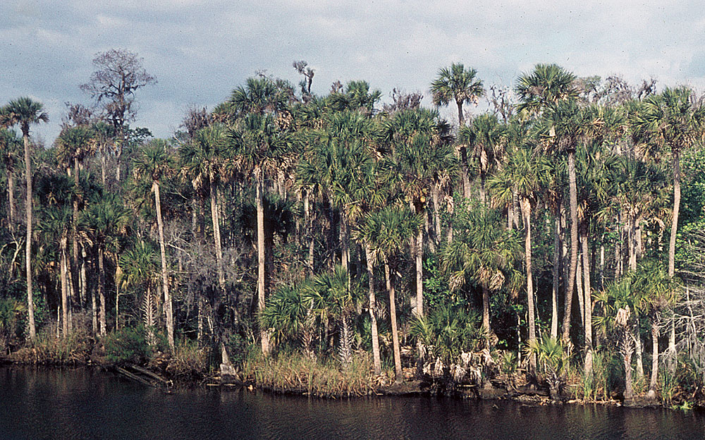   Sabal palmetto  swamp forest. Photo from DPI slide collection 