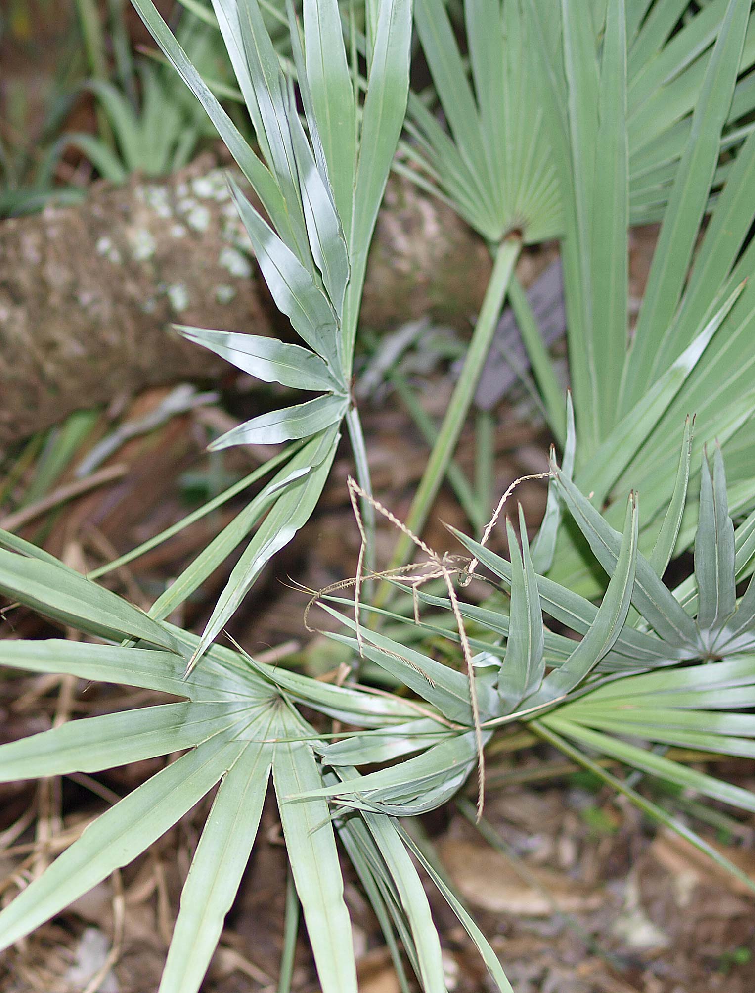   Serenoa repens  blue-green form 