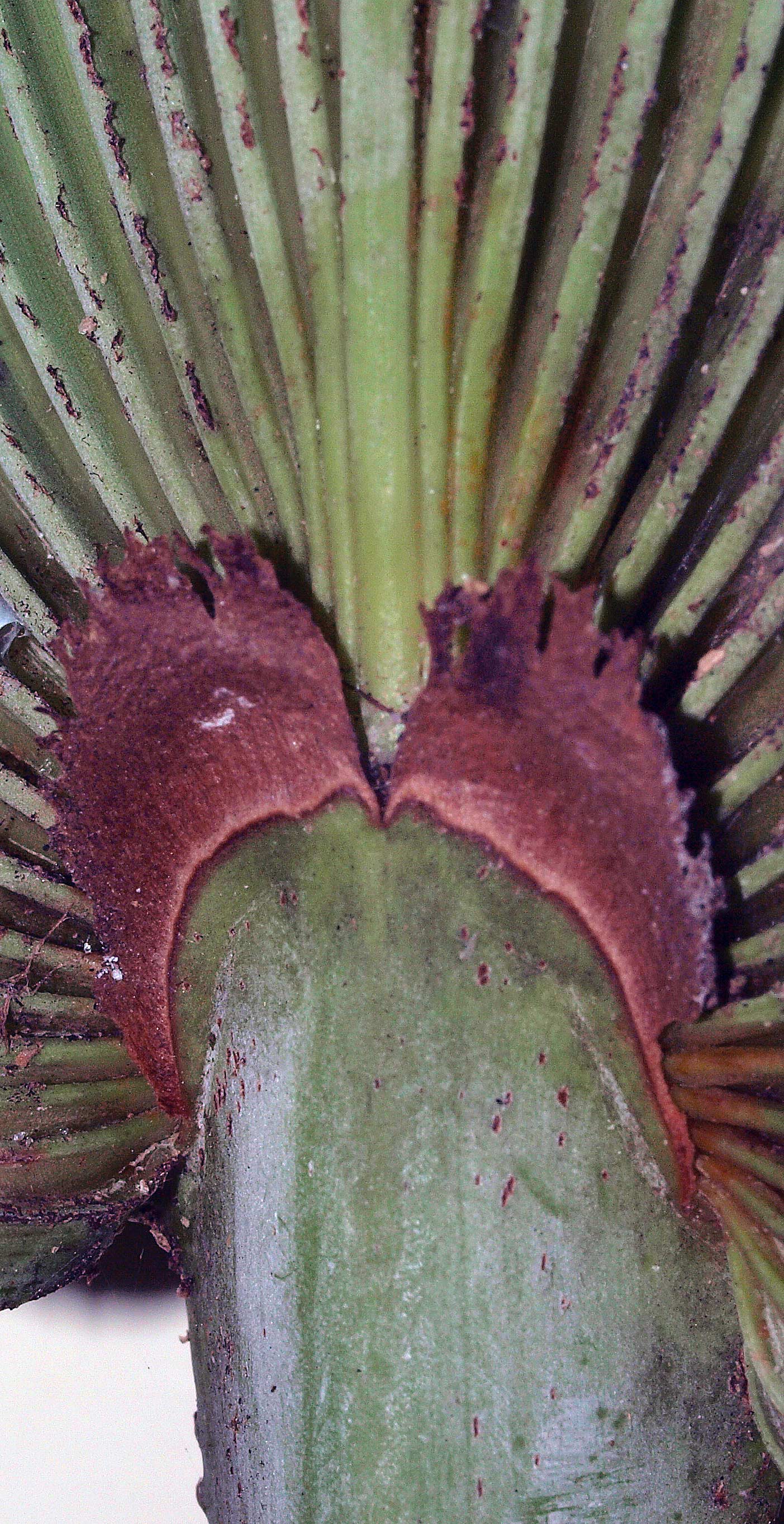   Serenoa repens  abaxial hastula of blue-green leaf 