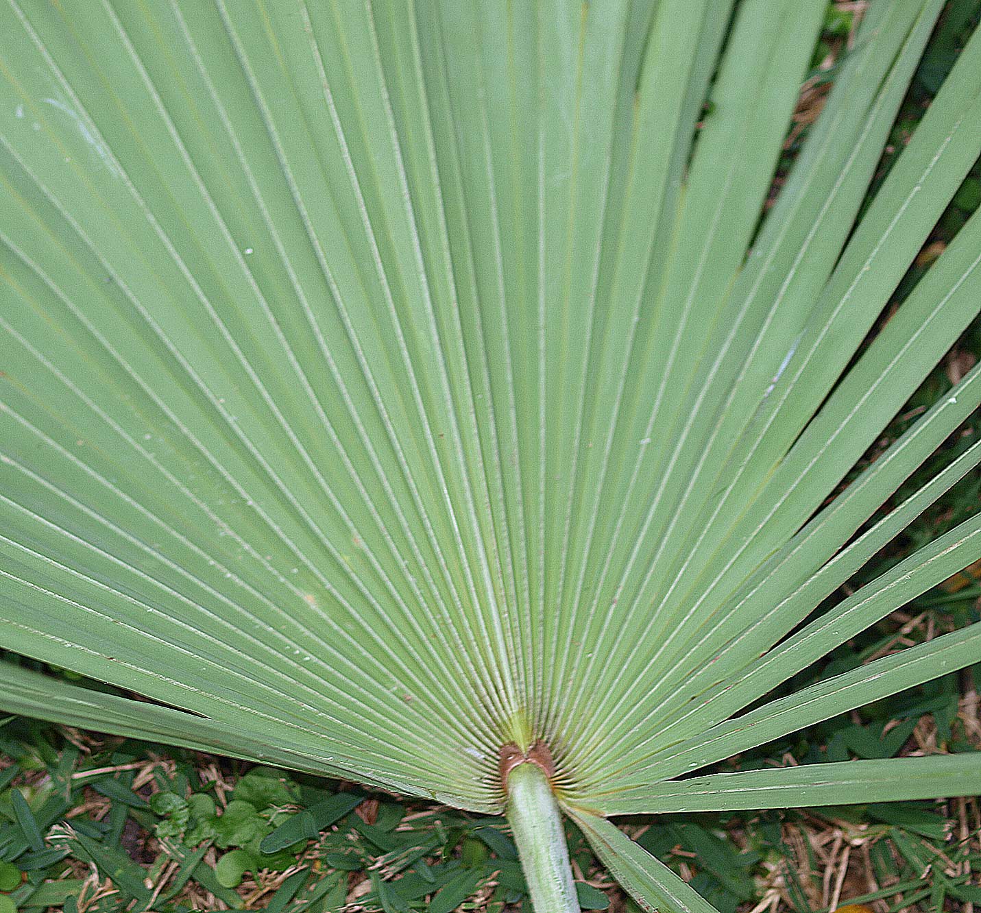   Serenoa repens  blue-green leaf form 