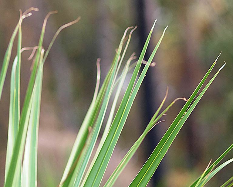   Serenoa repens   leaf segments with bifid tips 