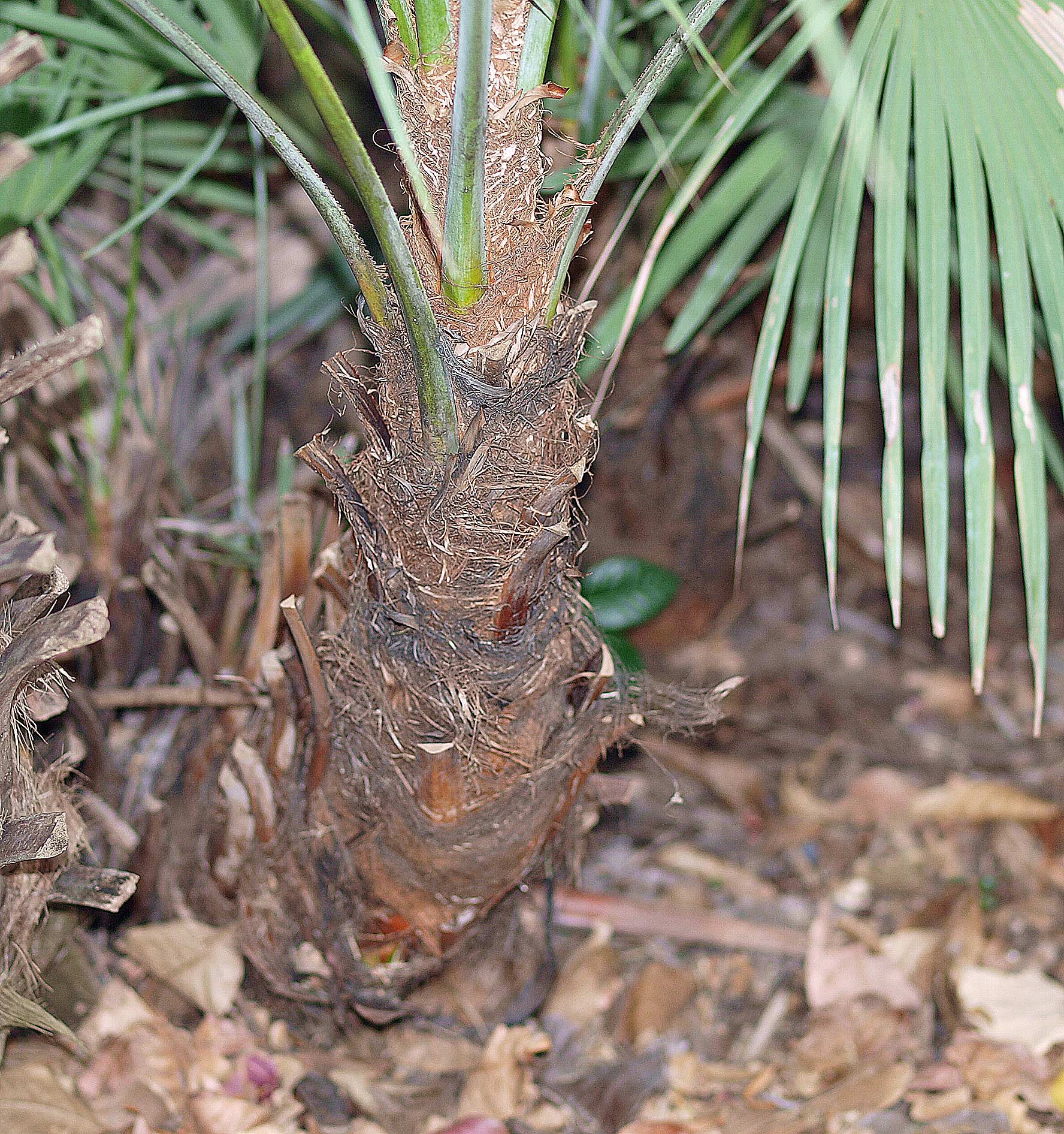   Serenoa repens  with stem growing upright 