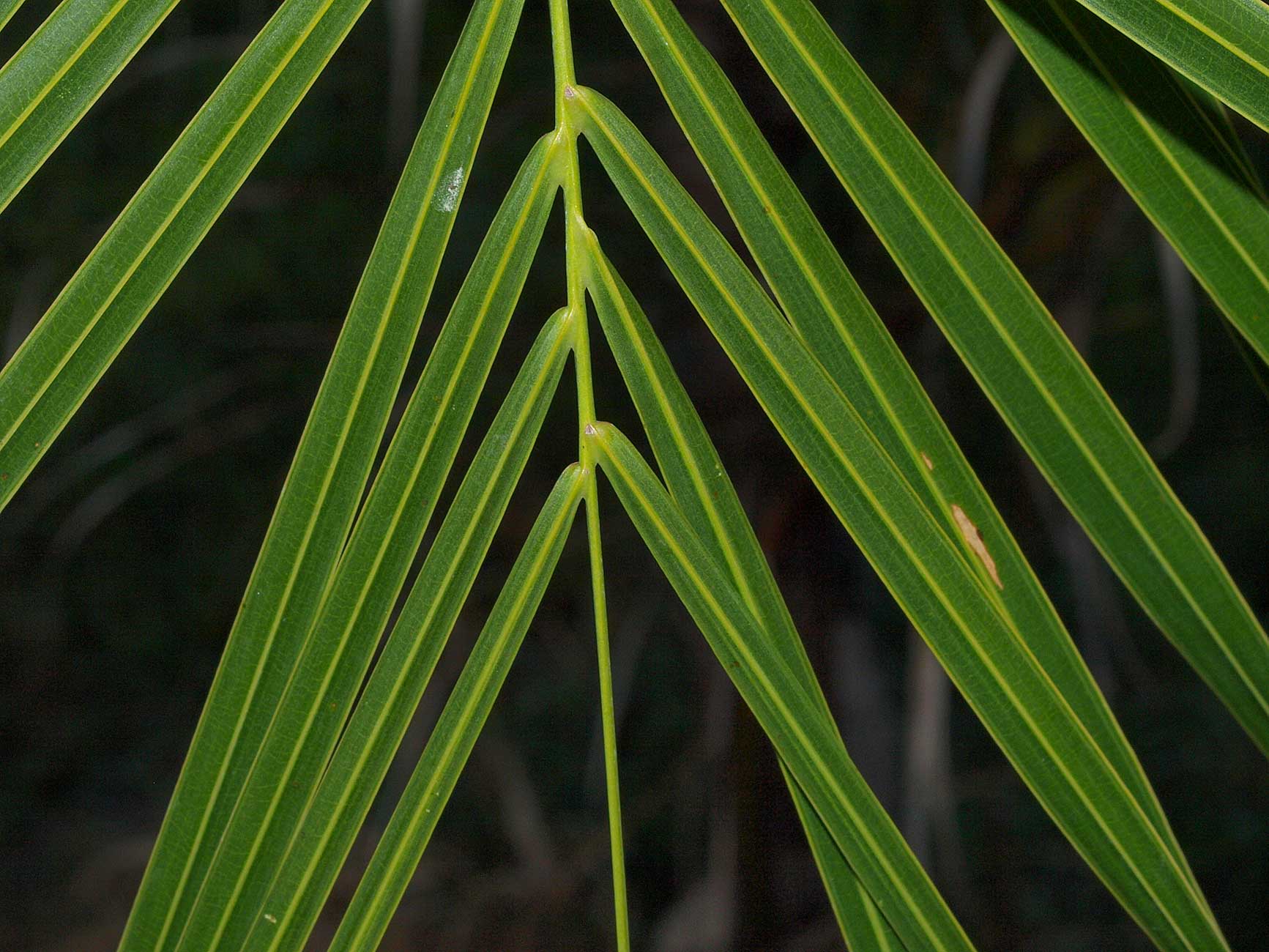   Syagrus romanzoffiana  leaflets 