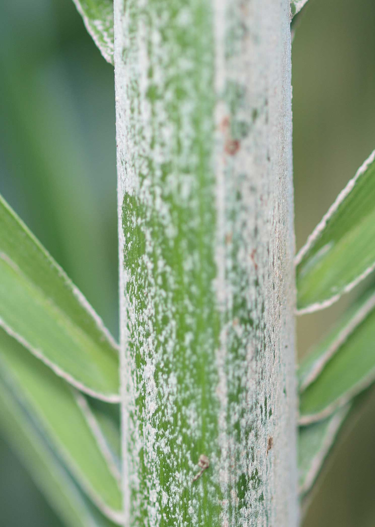   Syagrus romanzoffiana  segment of leaf rachis (abaxial) 