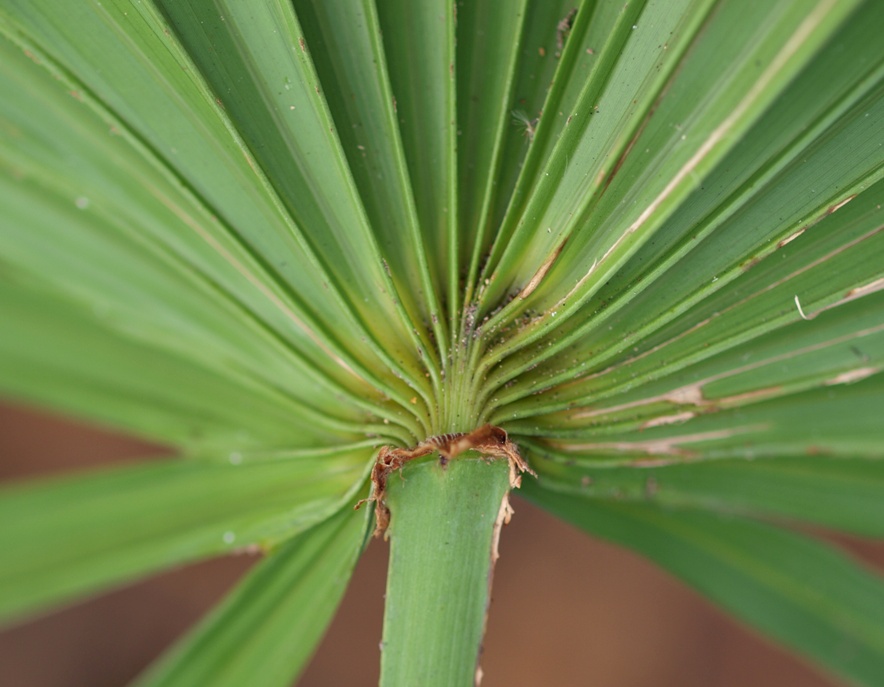   Serenoa repens  adaxial hastula. 