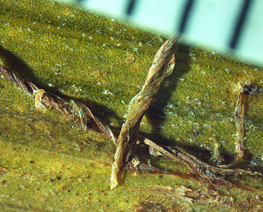   Veitchia arecina  leaf abaxial surface with ramenta (closer view of dried specimen) 