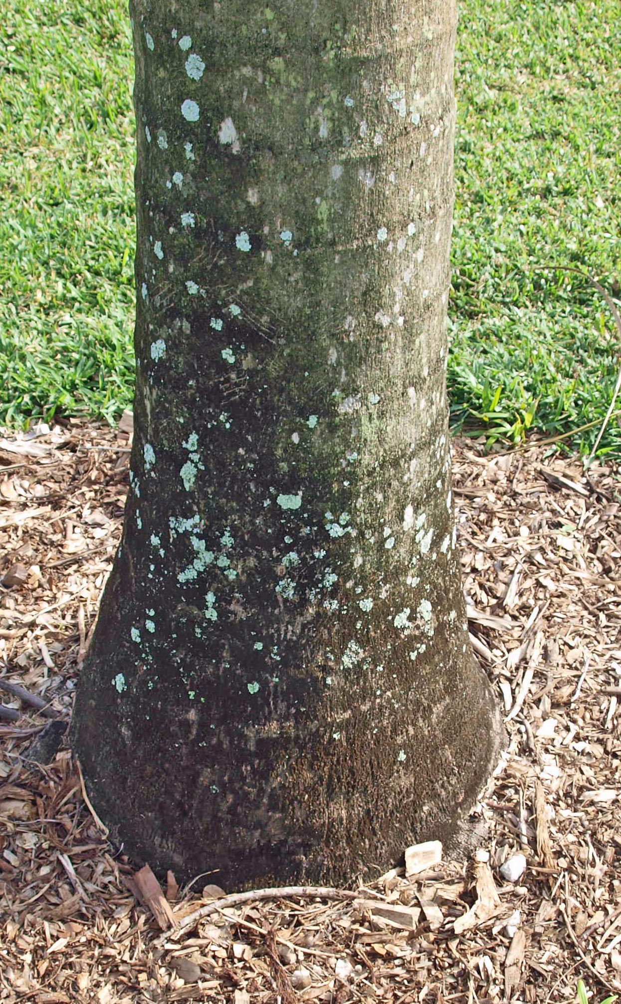   Veitchia winin  base of stem 