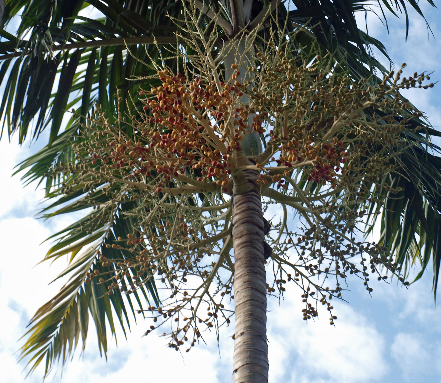   Veitchia winin  ripe fruit and inflorescence 