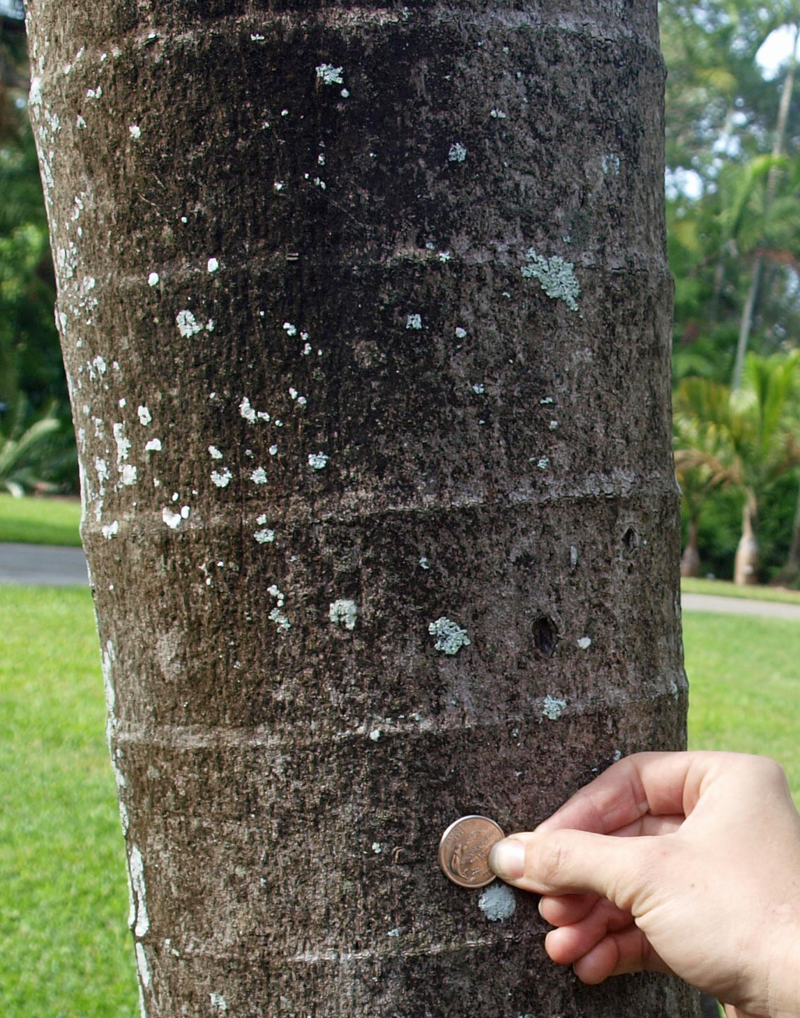   Veitchia winin  stem with leaf scar rings 