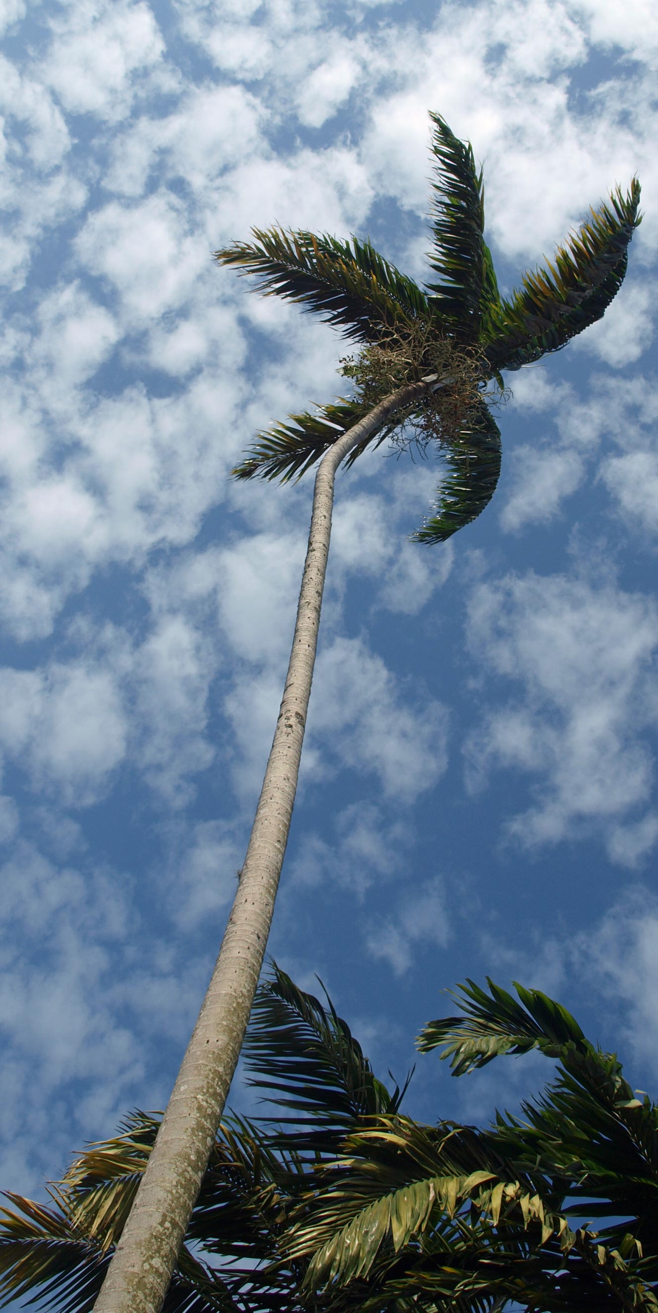   Veitchia winin  stem 