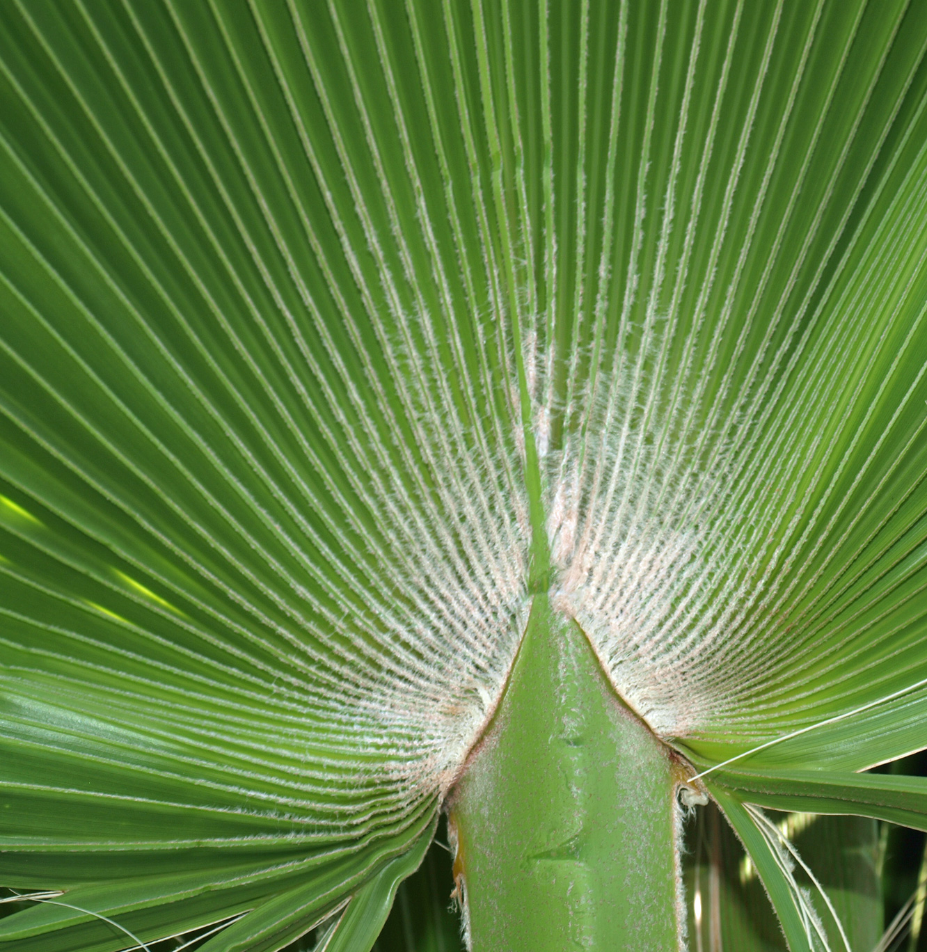   Washingtonia filifera  abaxial surface with costa 