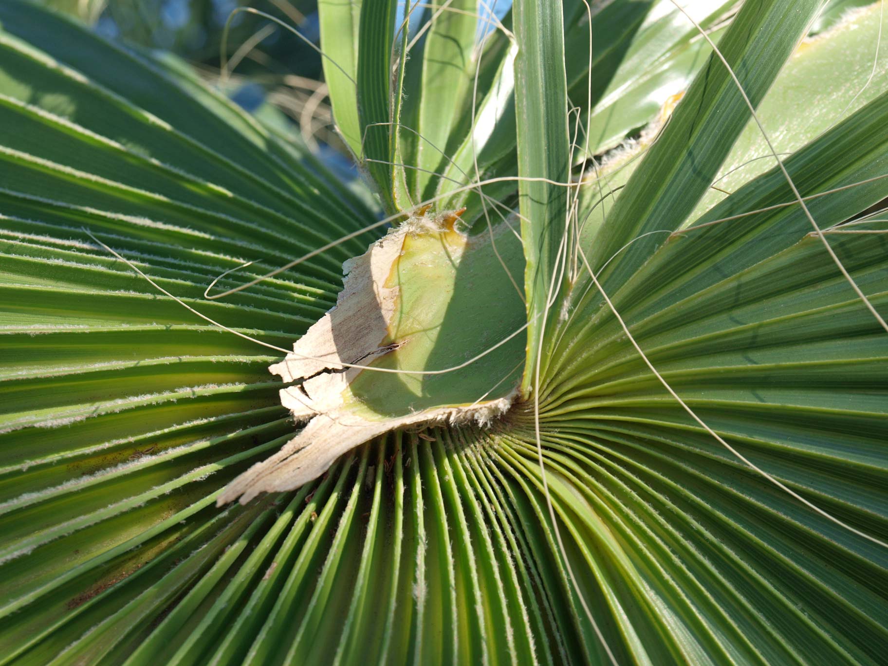   Washingtonia filifera  adaxial hastula 