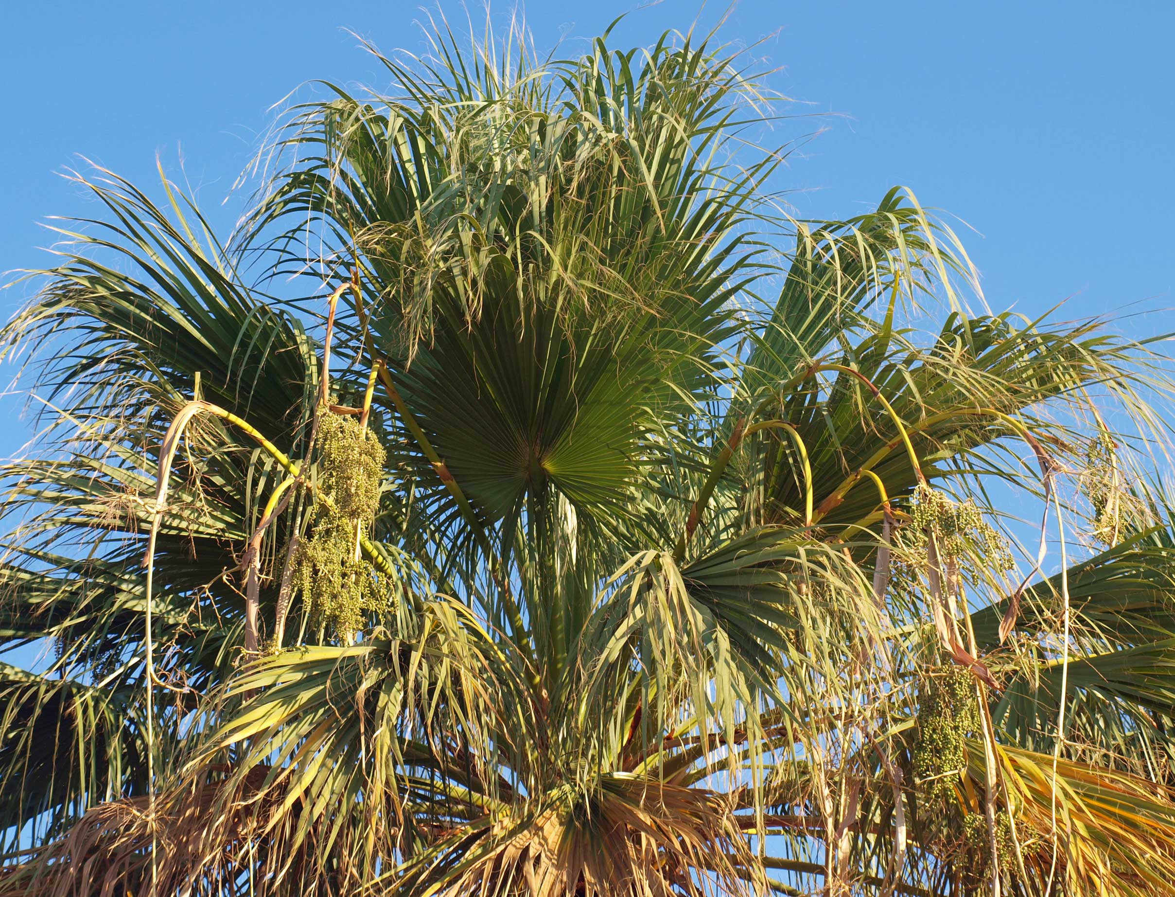   Washingtonia filifera  with open canopy 