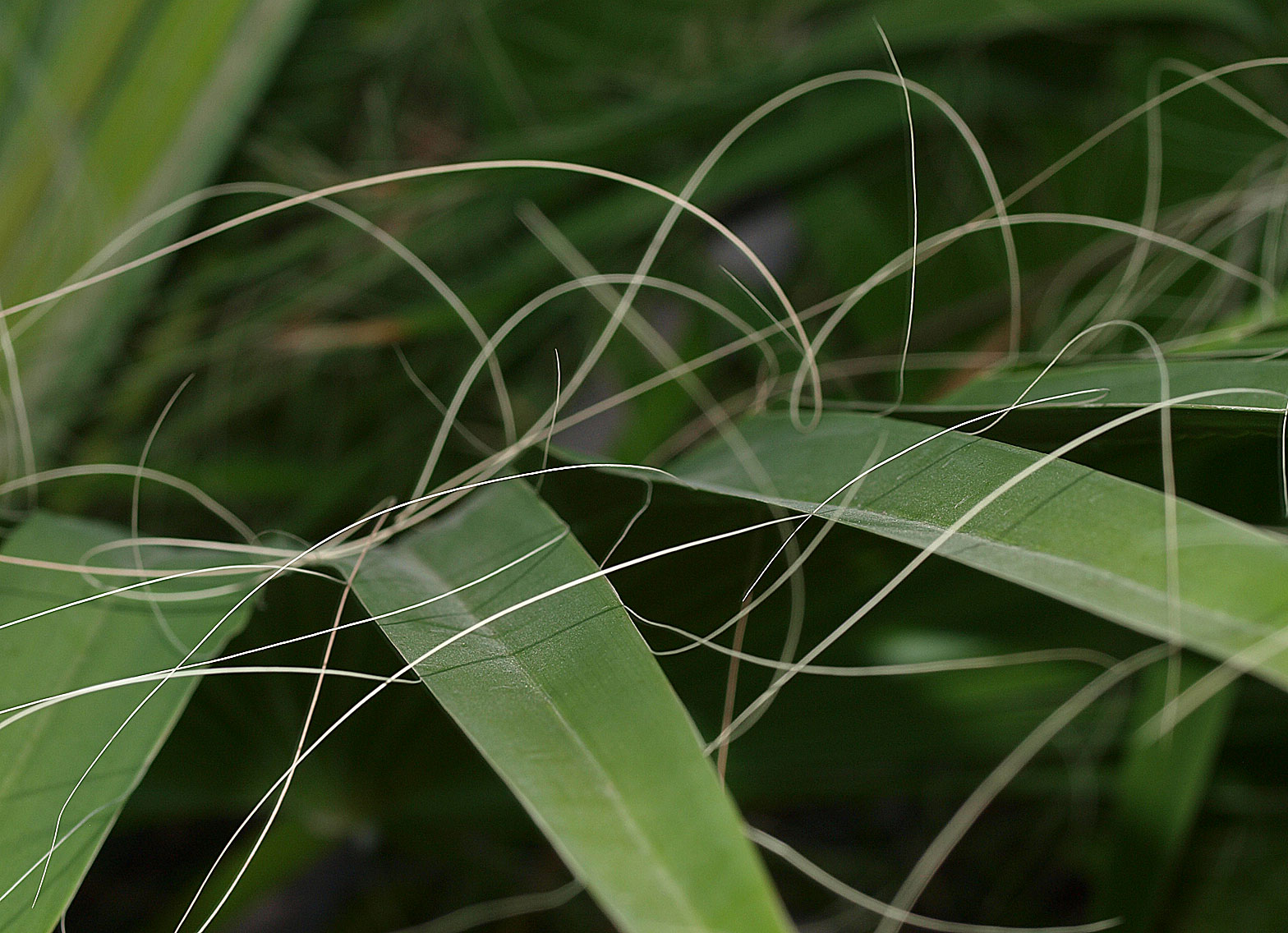   Washingtonia filifera  leaf segment marginal fibers 