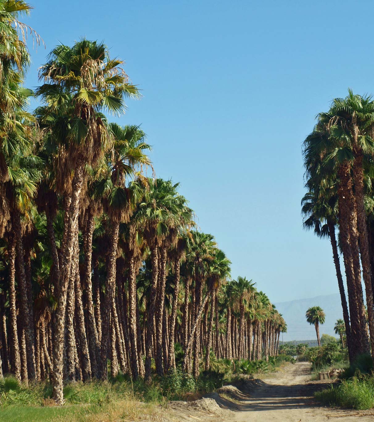   Washingtonia filifera  habit. Nursery grown palms with leaves pruned away. 