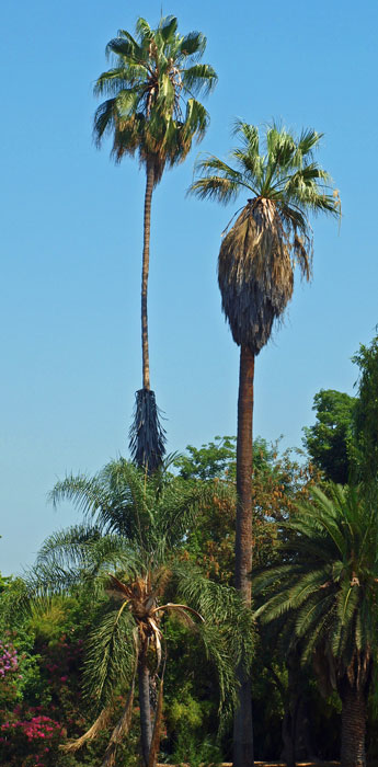  Washingtonia robusta  (left)  Washingtonia filifera  (right) 
