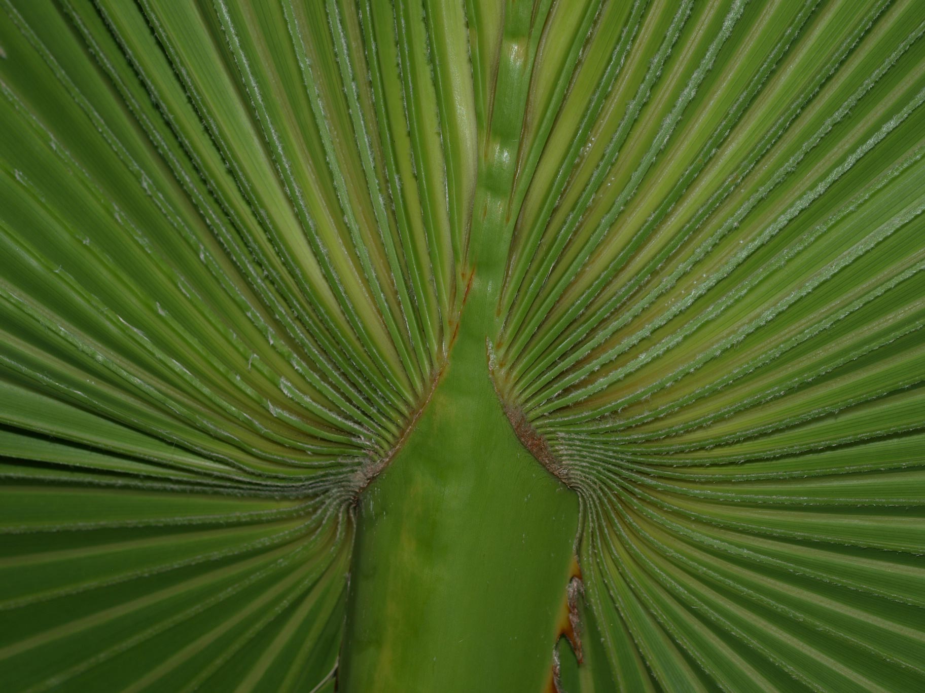   Washingtonia filifera  young palm abaxial surface with costa 