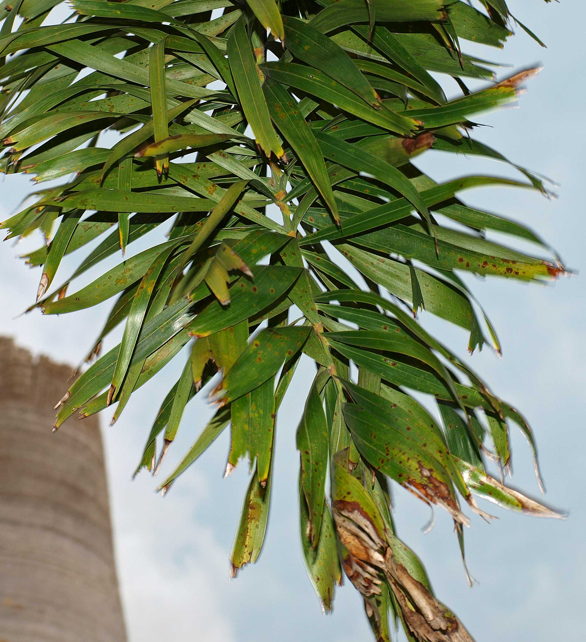   Wodyetia bifurcata  plumose leaf 