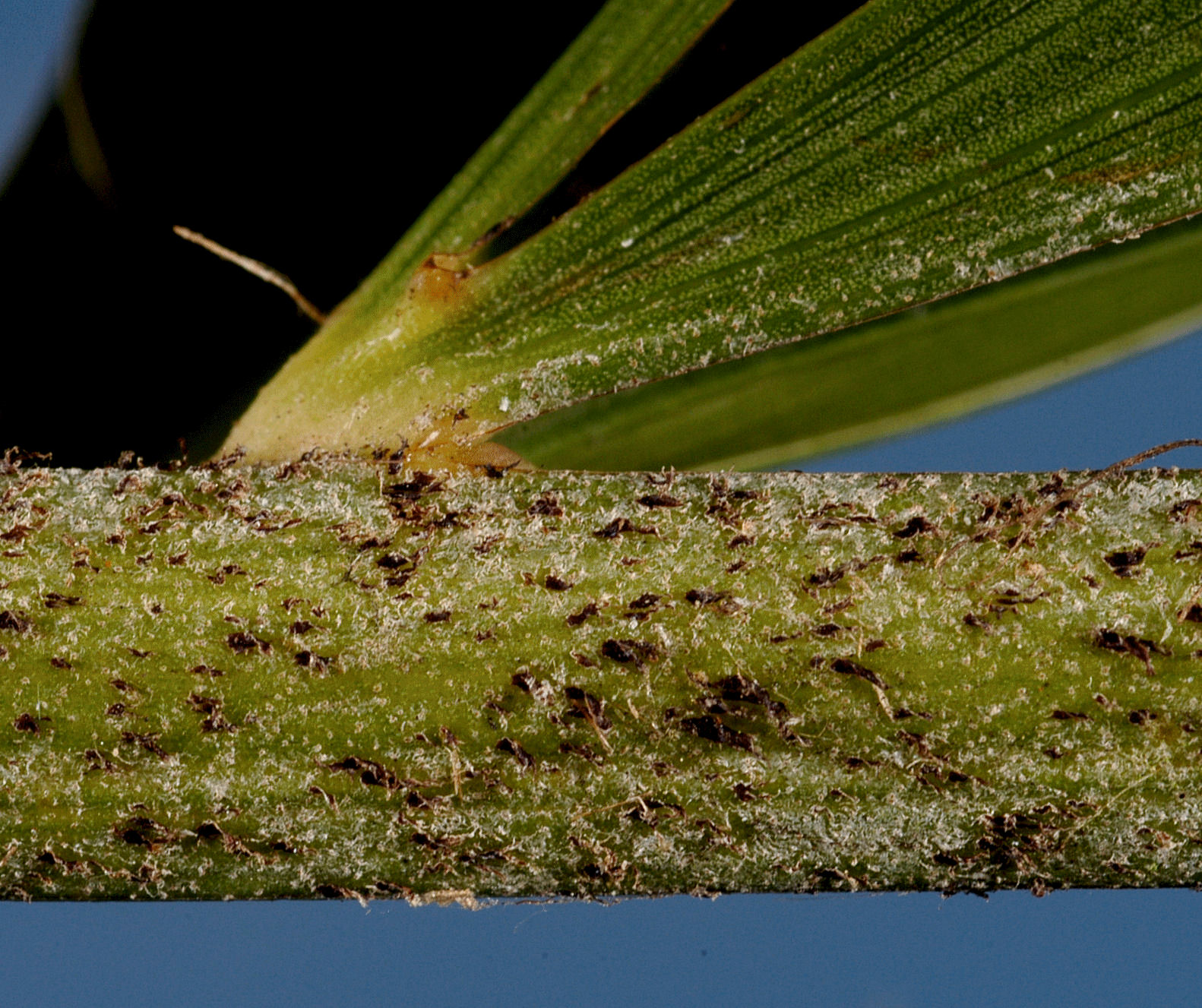   Wodyetia bifurcata  rachis with black scurf 