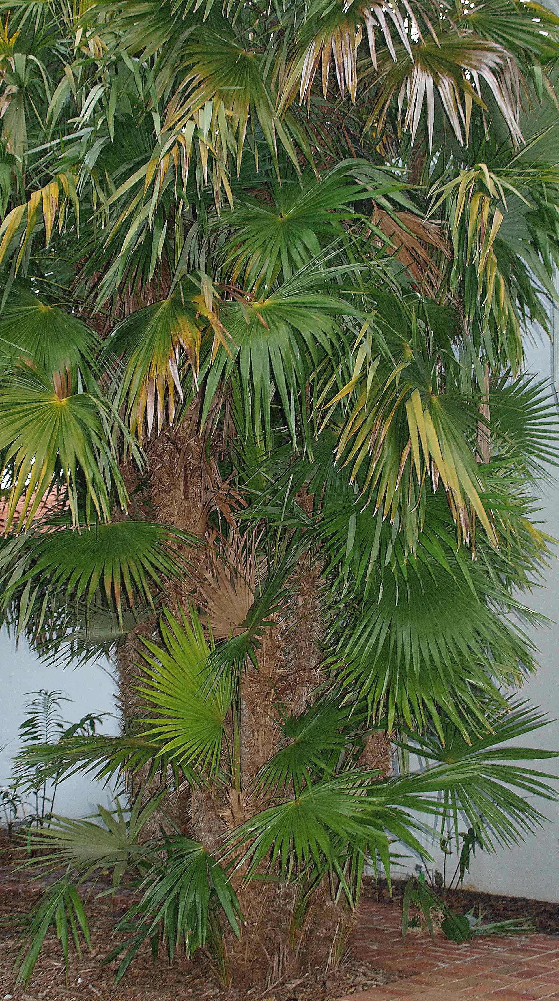   Zombia antillarum  habit 