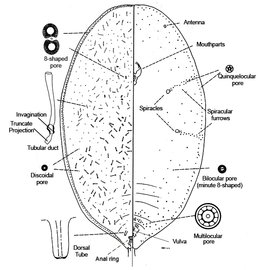  Asterolecaniidae:  Bambusaspis bambusae  (Boisduval)  Illustration from Gill (1993) 