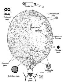  Cerococcidae:  Cerococcus quercus     