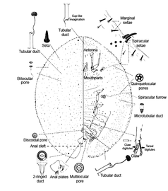  Coccidae:  Parthenolecanium corni  (Bouche)  Illustration from Gill (1993) 