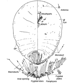  Diaspididae:  Hemiberlesia neodiffinis   Illustration from Miller and Davidson (1998) 